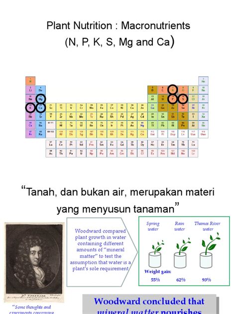 Plant Nutrition: Macronutrients (N, P, K, S, MG and Ca | PDF | Cell Membrane | Nutrients