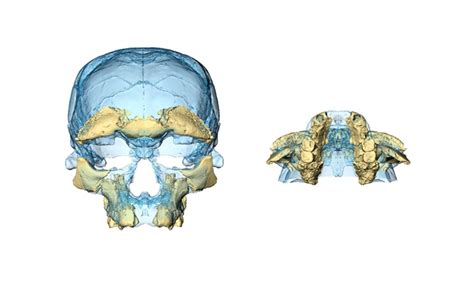 Oldest Homo sapiens fossil claim rewrites our species' history : Nature ...