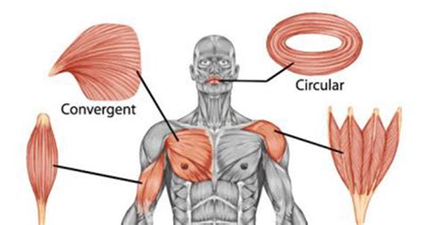 Skeletal Muscle Example