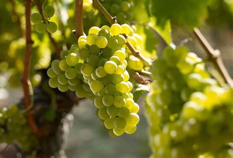 Learn about Sauvignon Blanc | Sauvignon blanc, Grapes, Red grapes