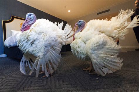 Turkey pardons on the menu at White House ceremony | WBAL NewsRadio 1090/FM 101.5