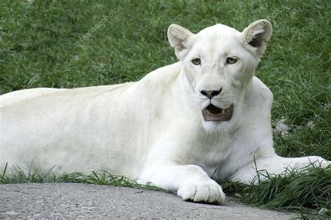 White lioness — Stock Photo © ktd011 #2313082