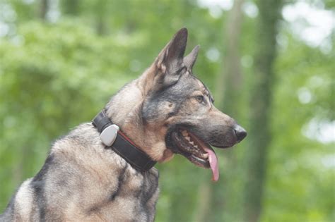 Jiobit GPS Tracker for Dogs – An Honest Review – KeyPetCare.com
