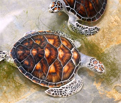 sea turtle shells - Google 検索 | Sea turtle, Turtle, Turtle images