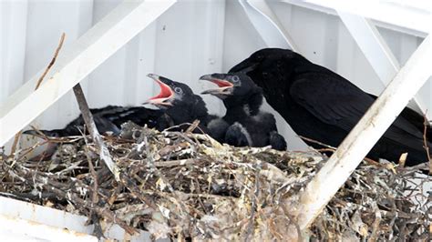 Common Ravens | nesting at Lowe's Nashua NH | christine sheridan | Flickr