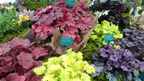 Heuchera great for easy to care for gardens | Plantagogo blog