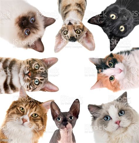 Group Of Cats Stock Photo - Download Image Now - Ragdoll Cat, Black ...