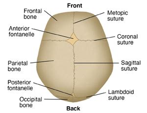 Anatomy of a Newborn Baby’s Skull | Spectrum Health Lakeland