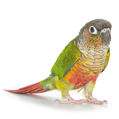 Conures for Sale | Green Cheek Conure Birds for Sale | Petco