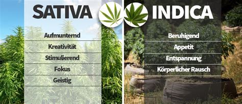 Der Unterschied Zwischen Sativa, Indica, Ruderalis Und Hybriden Cannabispflanzen - CannaConnection