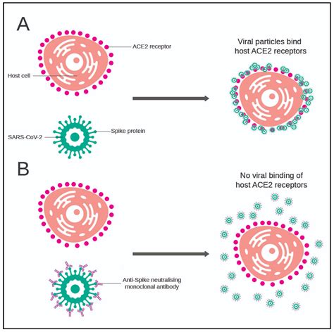 COVID | Free Full-Text | Monoclonal Antibodies as Potential COVID-19 Therapeutic Agents