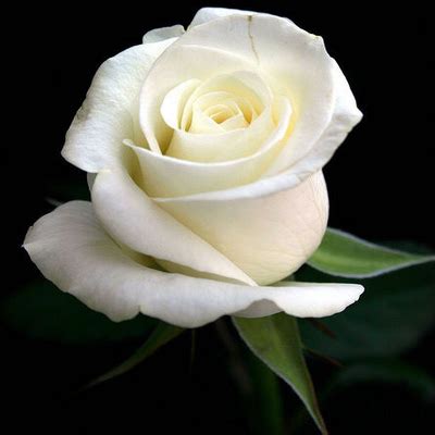 White Rose, Beautiful White Rose, #14288