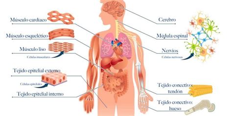 Tejidos del Cuerpo Humano - Información y características