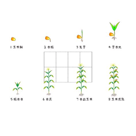 Corn Germination Process, Corn, Process Of Growth, Technology PNG and ...