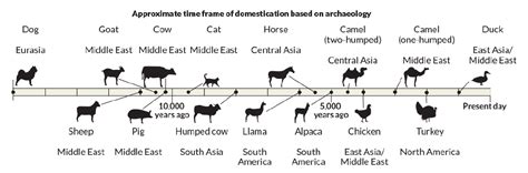 Timeline of Animal Domestication | CollectEdNY