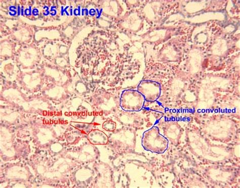 Epithelium