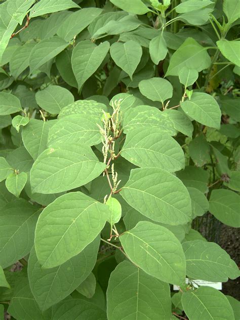 Japanese knotweed – Fallopia japonica - Plant & Pest Diagnostics