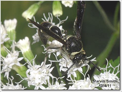 Nature in the Ozarks: Potter Wasp (Eumenes fraternus - female)