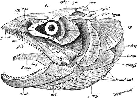 an animal's body and its parts labeled in black and white, including ...