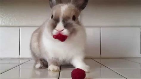 Bunny Eating A Strawberry