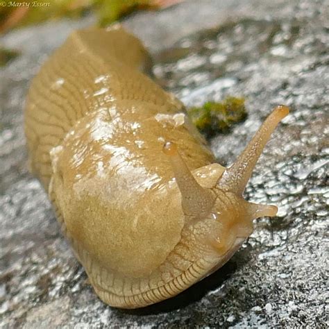 Banana slug - Around the World with Marty Essen