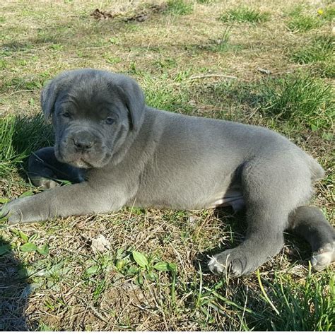 Cane Corso Puppies For Sale | Welcome, MD #189672