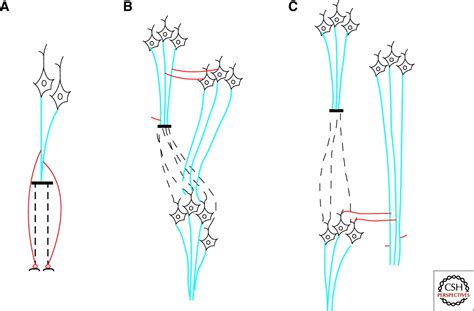 Guidance Molecules in Axon Regeneration