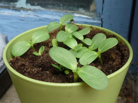 Baby Sunflower Plant