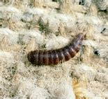 How to Get Rid of Worms on Carpet Under Furniture - All About Worms