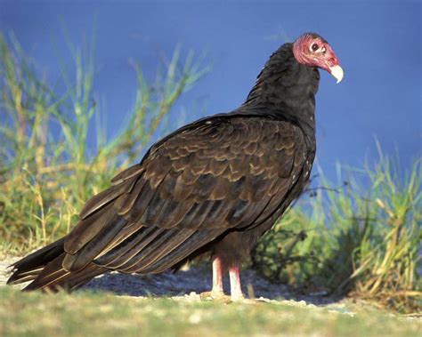 Turkey Vulture | Audubon Field Guide Animal Species, Bird Species, Cats ...