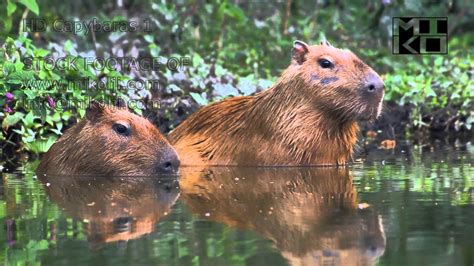 Capybara Wallpapers - Wallpaper Cave