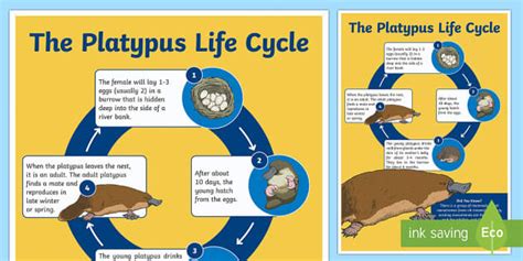 Life Cycle of a Platypus Poster | Teacher-Made Resources