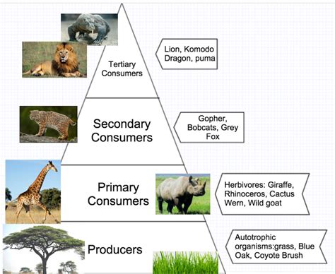 Trophic Level - The Amazing Zoo