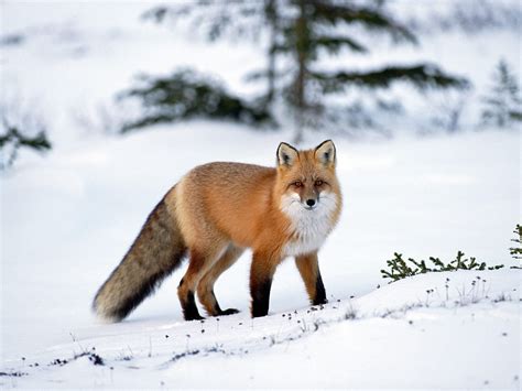 Red Fox - Red Foxes Wallpaper (13289735) - Fanpop