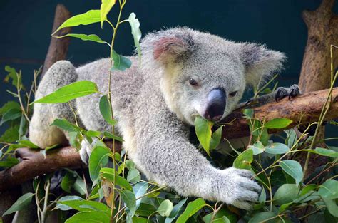 9 Things You Didn't Know About Koalas