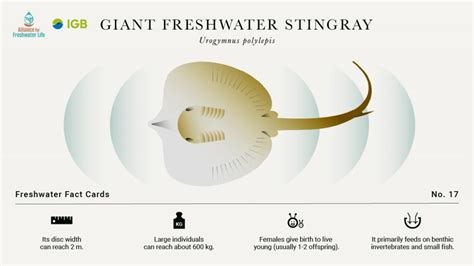 Giant freshwater stingray | IGB