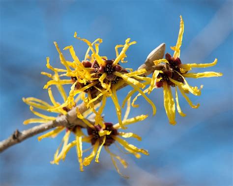 Hamamelis mollis (Chinese Witchhazel, Witch Hazel) | North Carolina ...