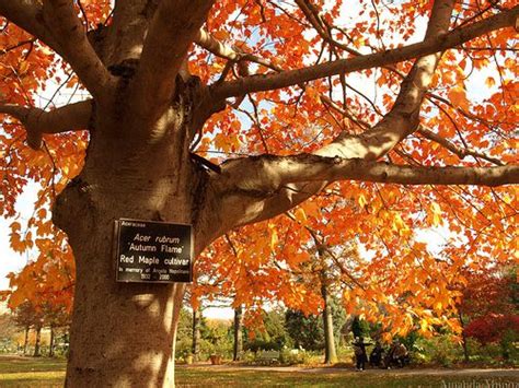 Picture Gallery of All State Trees