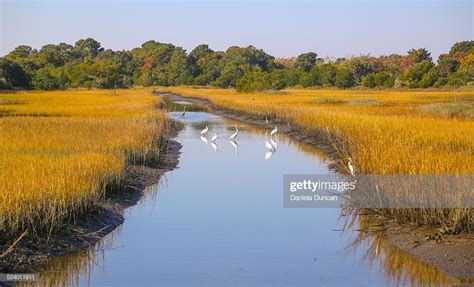 Wild birds by a creek at Kiawah Island. | Kiawah island, Landscape photos, Island