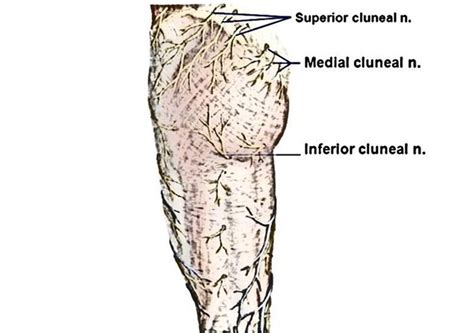 Inferior Cluneal Nerve – Earth's Lab