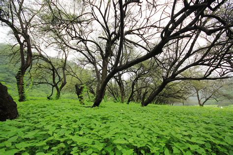 Salalah Tourist Attractions: A Complete Salalah Oman Travel Guide