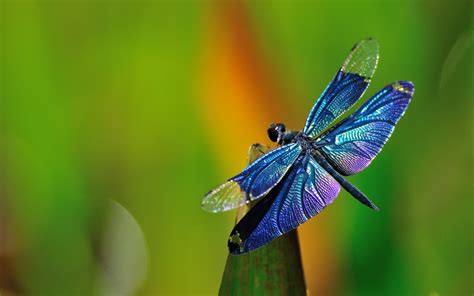 Blue dragonfly wallpaper | 1920x1200 | #11895