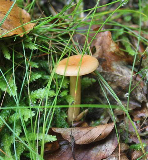 Autumn mushroom Free Photo Download | FreeImages