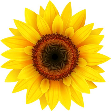 Download Sunflower Png Image - Sunflower Png - HD Transparent PNG - NicePNG.com