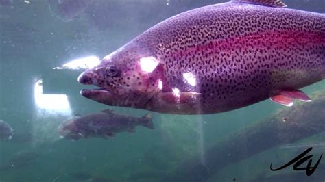 Bonneville Dam Fish Hatchery - Cascade Locks, OR - YouTube - YouTube