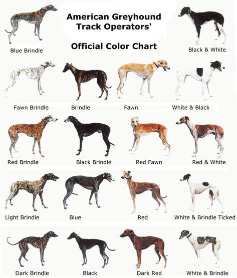 Greyhound Official Coat Colors | Grey hound dog, Greyhound, Whippet