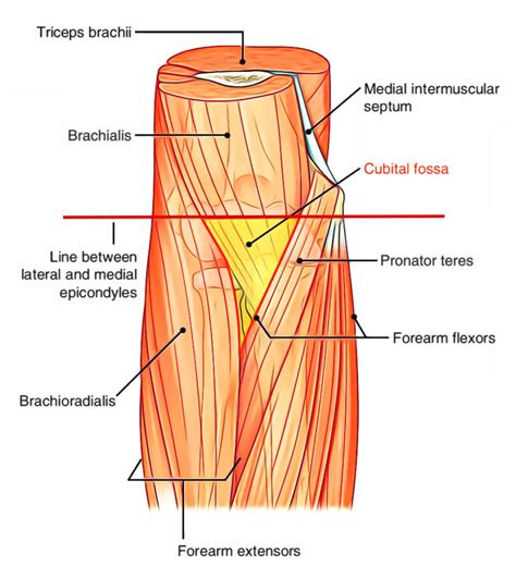 Cubital Fossa Anatomy – Earth's Lab