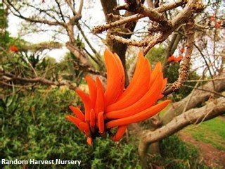 Erythrina lysistemon – Lifestyle Seeds