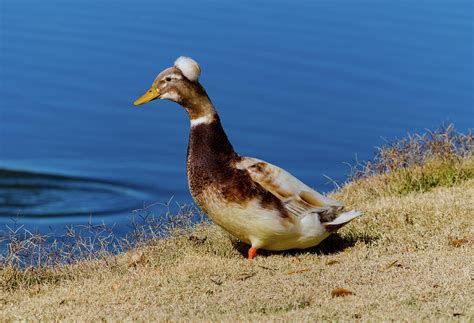 The Duck with the Pillbox Hat Photograph by Douglas Killourie - Fine Art America