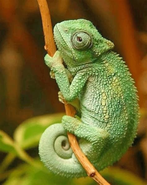 Cute Chameleon Reptile NEW Paint By Numbers - Numeral Paint Kit